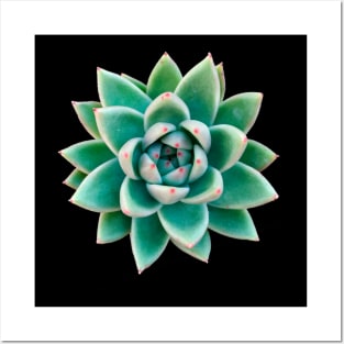 Echeveria Agavoid Posters and Art